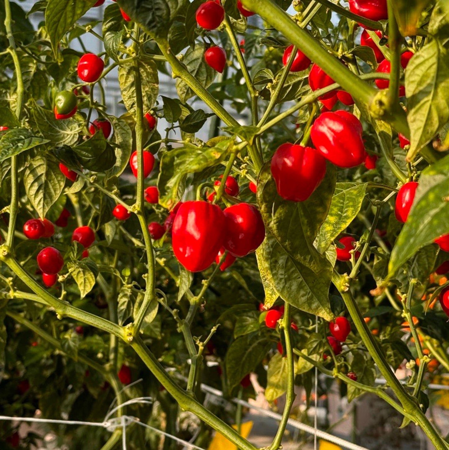 Red Savina Habanero Pepper Plants