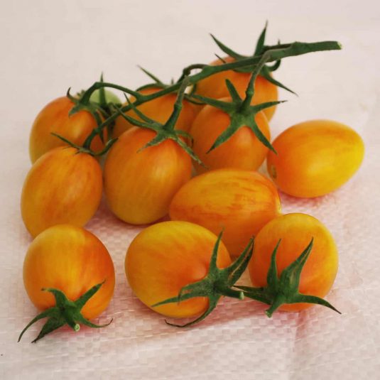 Sunset Torch Hybrid Tomato Seeds