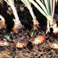 Candy Hybrid Onion Seeds