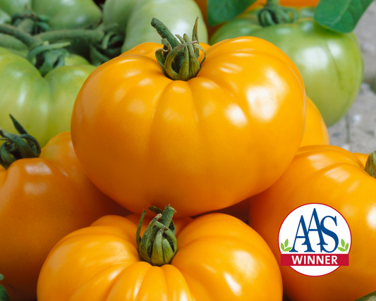 Semillas de tomate híbrido amarillo Chef's™ Choice 