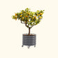 Potted lemon tree with fruit in the modern gray self-watering rolling citrus tree planter on a white background