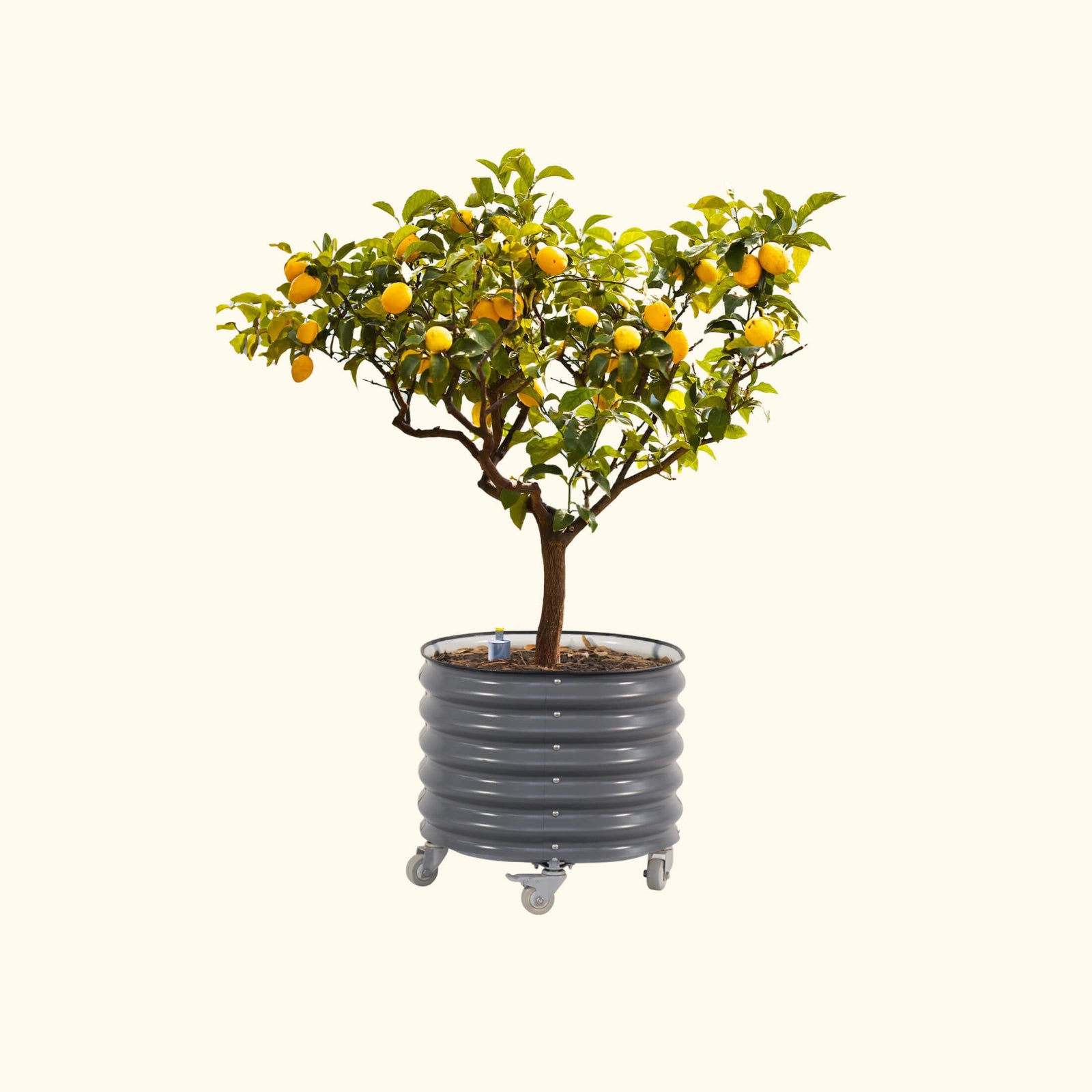 Potted lemon tree with fruit in the modern gray self-watering rolling citrus tree planter on a white background