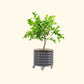 Potted lemon tree not bearing fruit in the modern gray self-watering rolling citrus tree planter on a white background