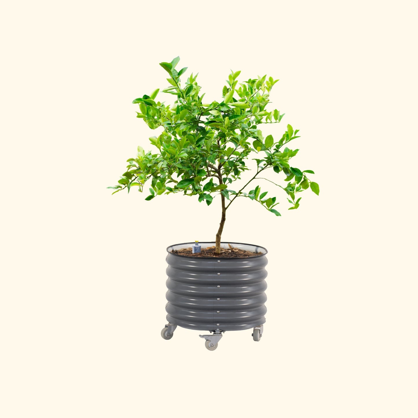 Potted lemon tree not bearing fruit in the modern gray self-watering rolling citrus tree planter on a white background