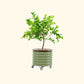Potted lemon tree not bearing fruit in the olive green self-watering rolling citrus tree planter on a white background