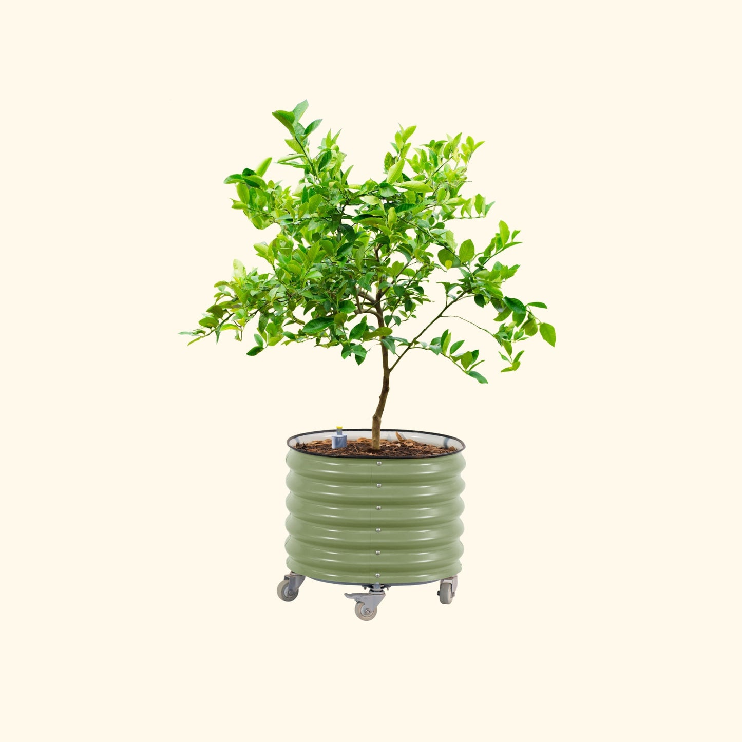 Potted lemon tree not bearing fruit in the olive green self-watering rolling citrus tree planter on a white background