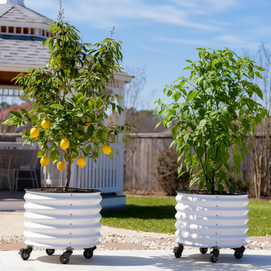 Two self-watering rolling planters with a lemon tree with fruit in one and a pepper plant growing in the other.