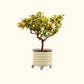 Potted lemon tree with fruit in the pearl white self-watering rolling citrus tree planter on a white background