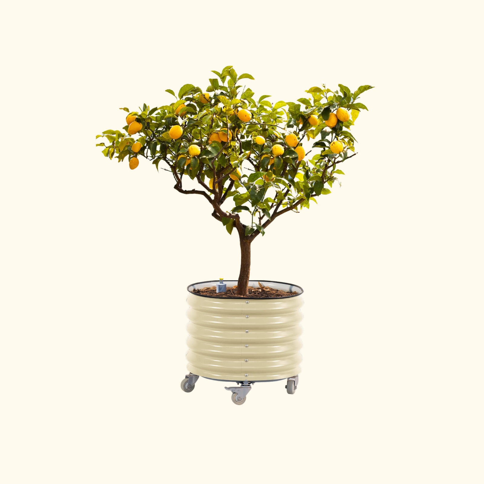 Potted lemon tree with fruit in the pearl white self-watering rolling citrus tree planter on a white background