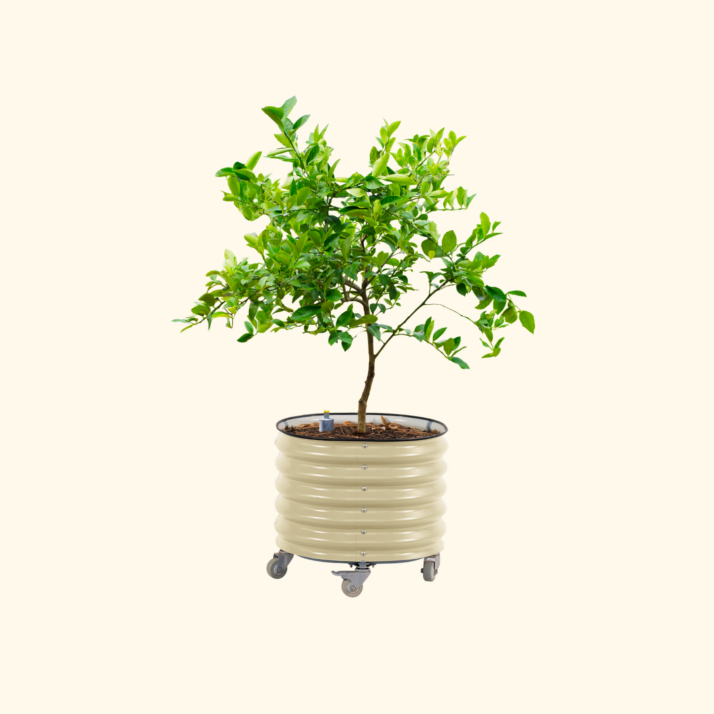 Potted lemon tree not bearing fruit in the pearl white self-watering rolling citrus tree planter on a white background