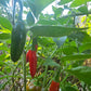 Serrano Peppers ripening on plant in the garden used to represent pepper seeds for sale