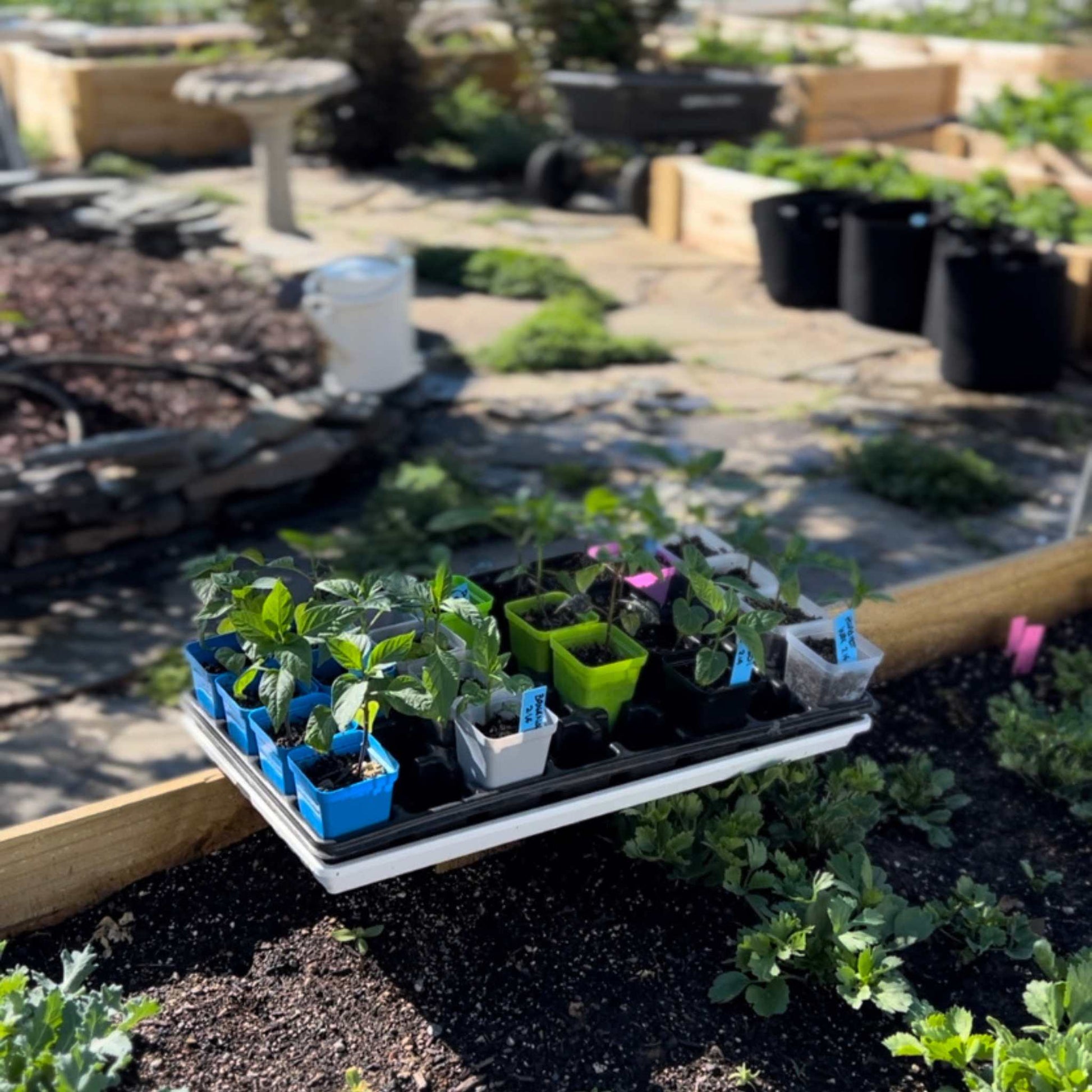seed planter for garden Seed Starter Pots