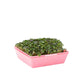 5X5 Shallow Microgreen Trays