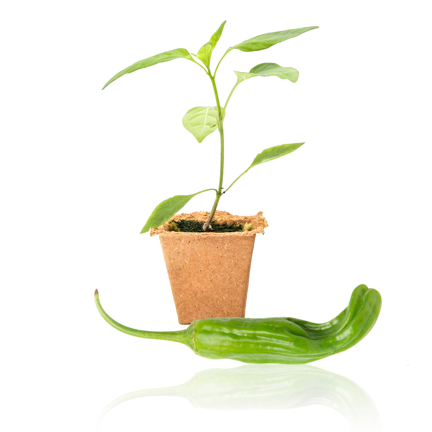 Plantas de pimienta shishito