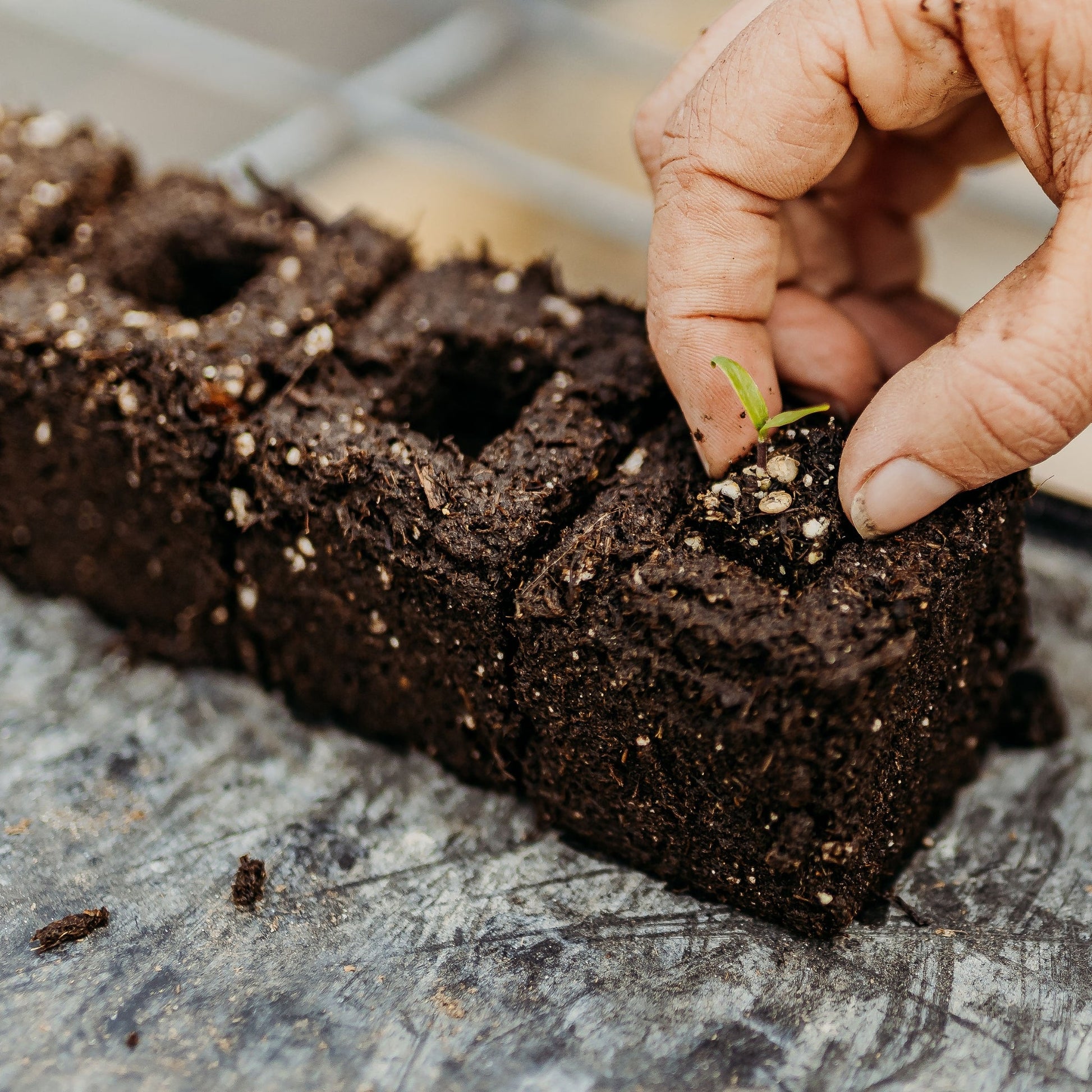 planting seeds in soil blocks Ladbrooke Soil Blocker Insert Pins - 3/4" Cubic Pins (Set of 4)
