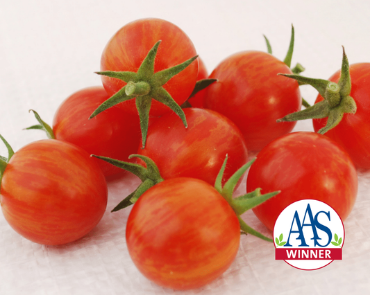 Semillas de tomate híbrido Sparky XSL