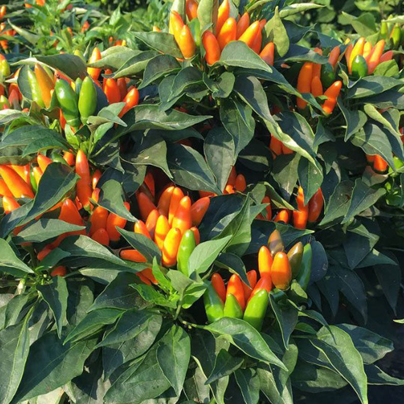 Pepper Joe's | Hot Pepper Seeds | 300+ Varieties | Same Day Shipping ...