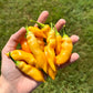 Sugar Rush Peach Pepper Seeds (Non-Isolated)