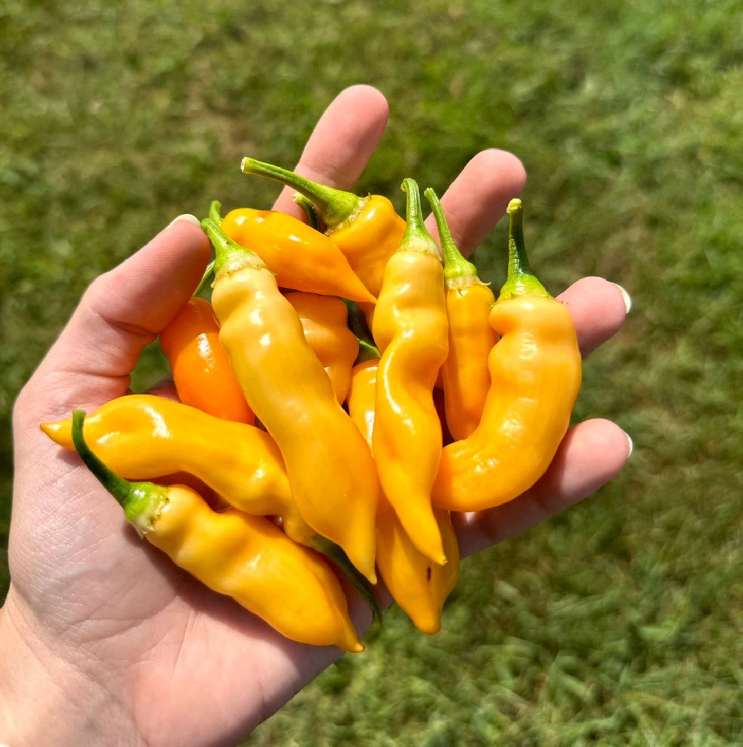 Sugar Rush Peach Pepper Seeds (Non-Isolated)