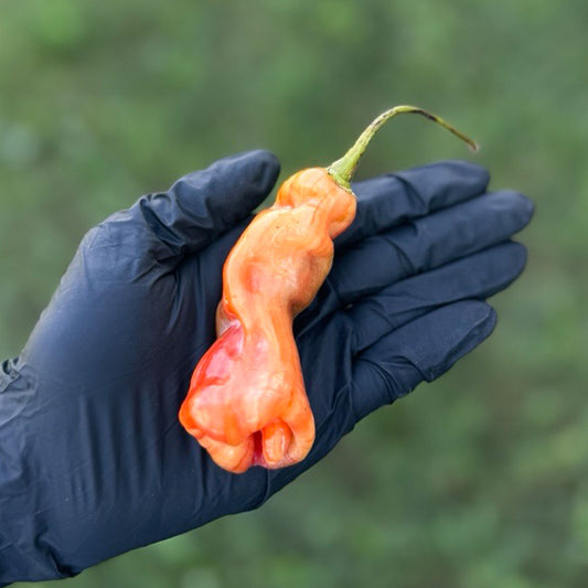 Sugar Rush Stripey Pepper Seeds