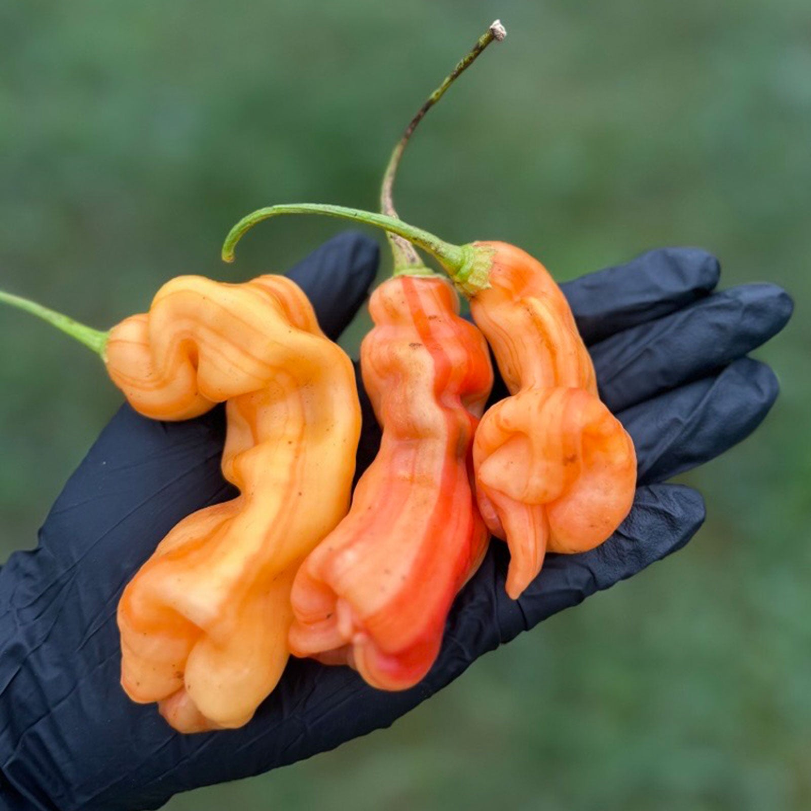 Sugar Rush Stripey Pepper Seeds