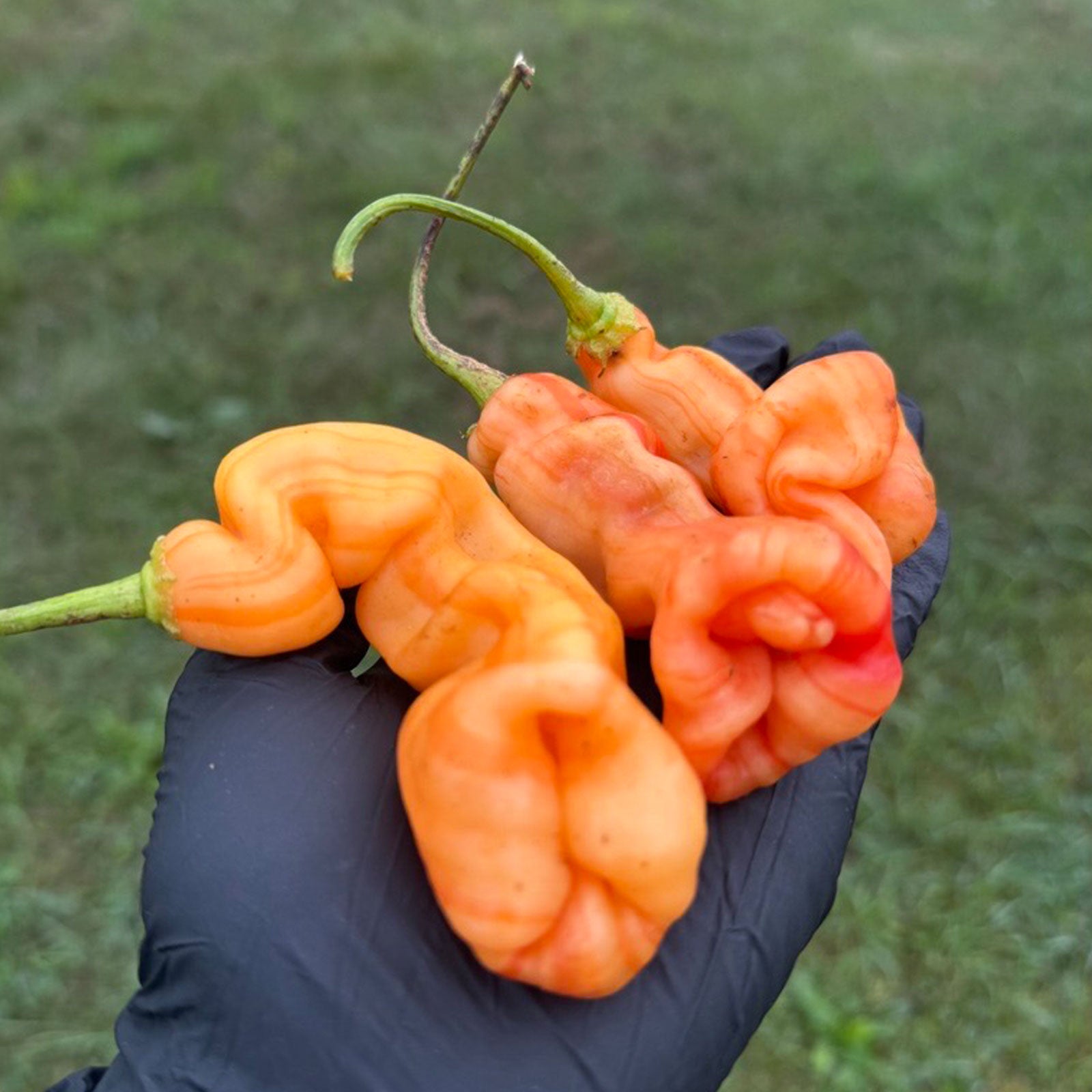 Sugar Rush Stripey Pepper Seeds