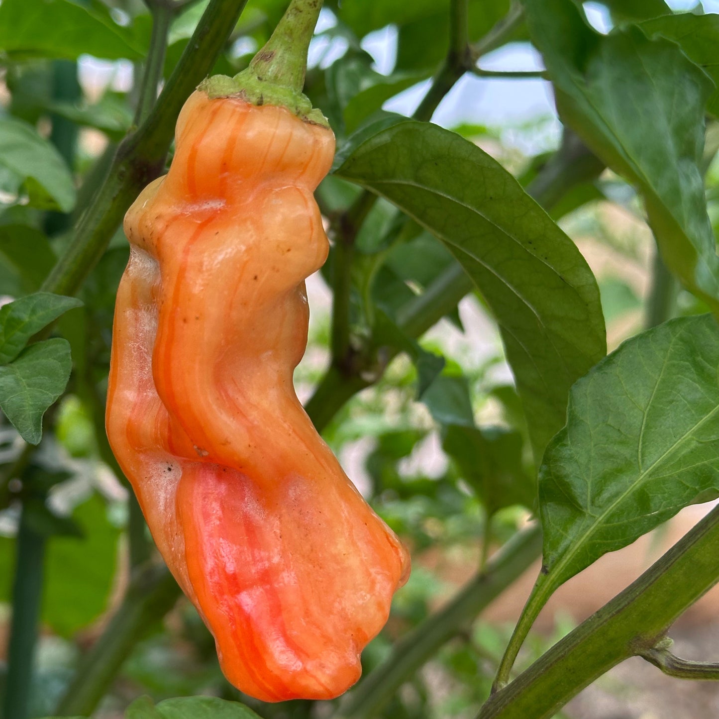 Pepper Joe's sugar rush stripey pepper ripening on plant, used to display pepper seeds for sale