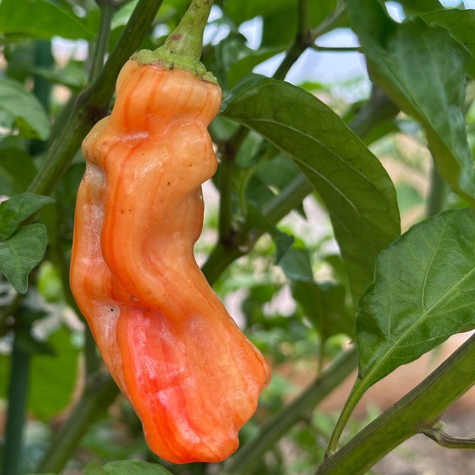 Pepper Joe's sugar rush stripey pepper ripening on plant, used to display pepper seeds for sale