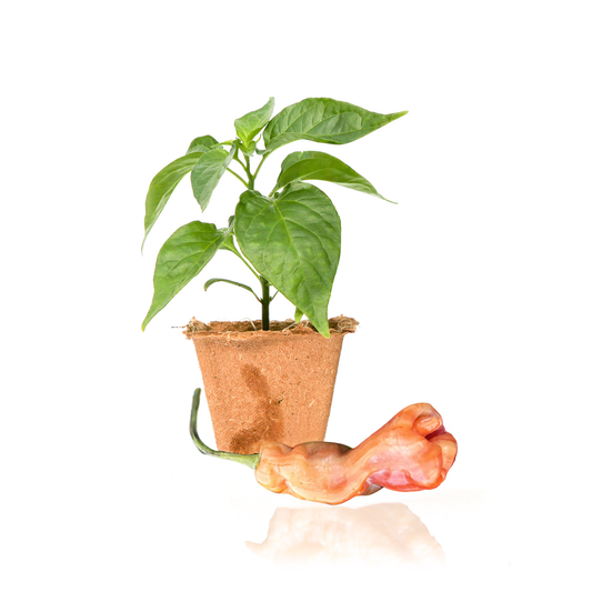 Sugar Rush Stripey Pepper Plants