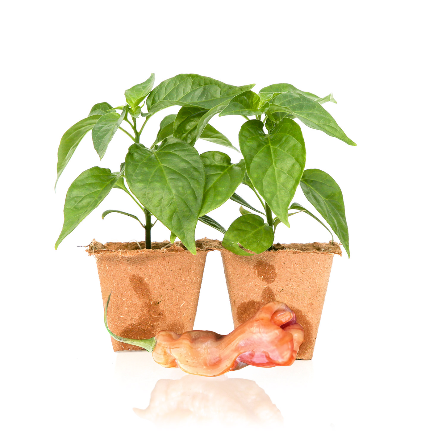 Sugar Rush Stripey Pepper Plants