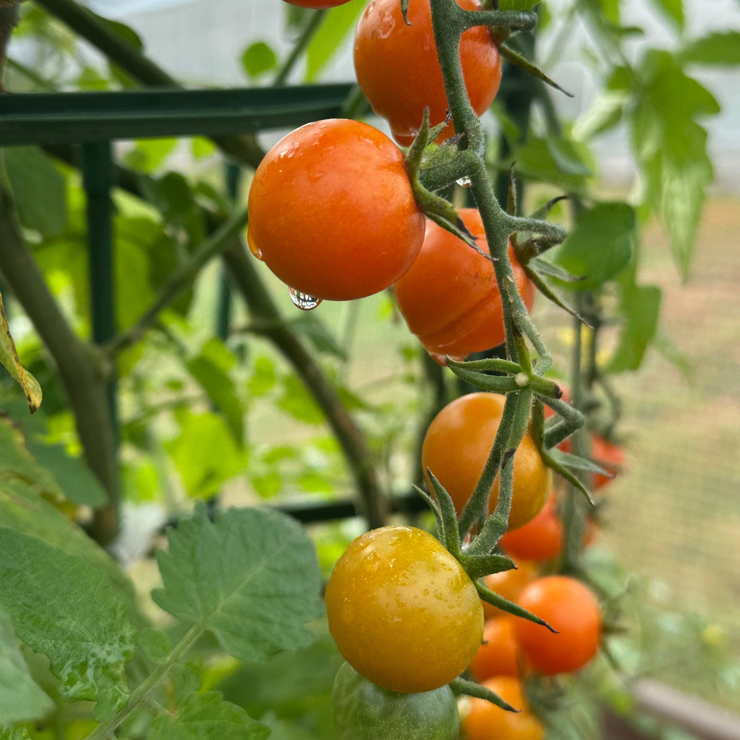 Sungold cherry tomatoes ripening on vine with early morning dew, used to display tomato seeds for sale