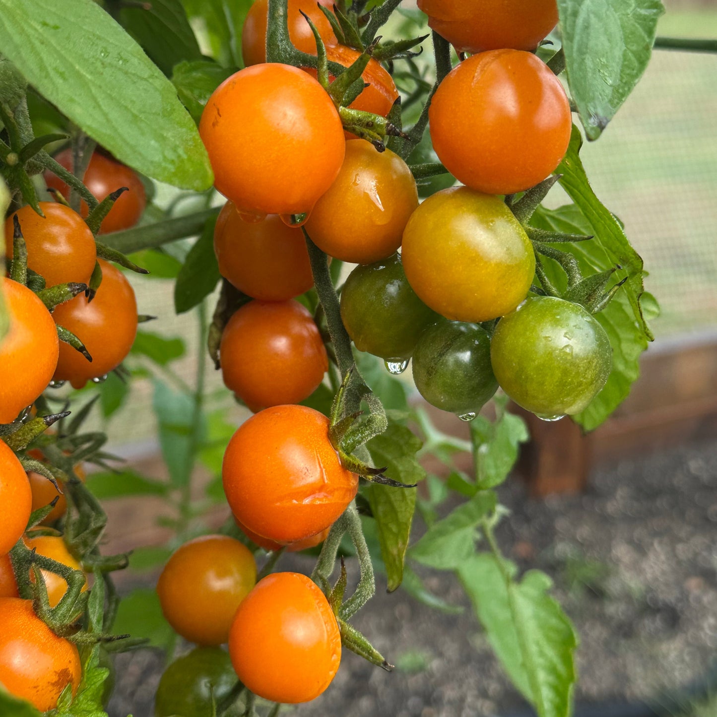 Pepper Joe's Sungold cherry tomatoes ripening on the vine in various stages, used to display tomato seeds for sale