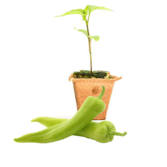 Sweet Banana Pepper Plants