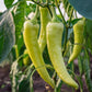 sweet banana peppers on a plant in the sun