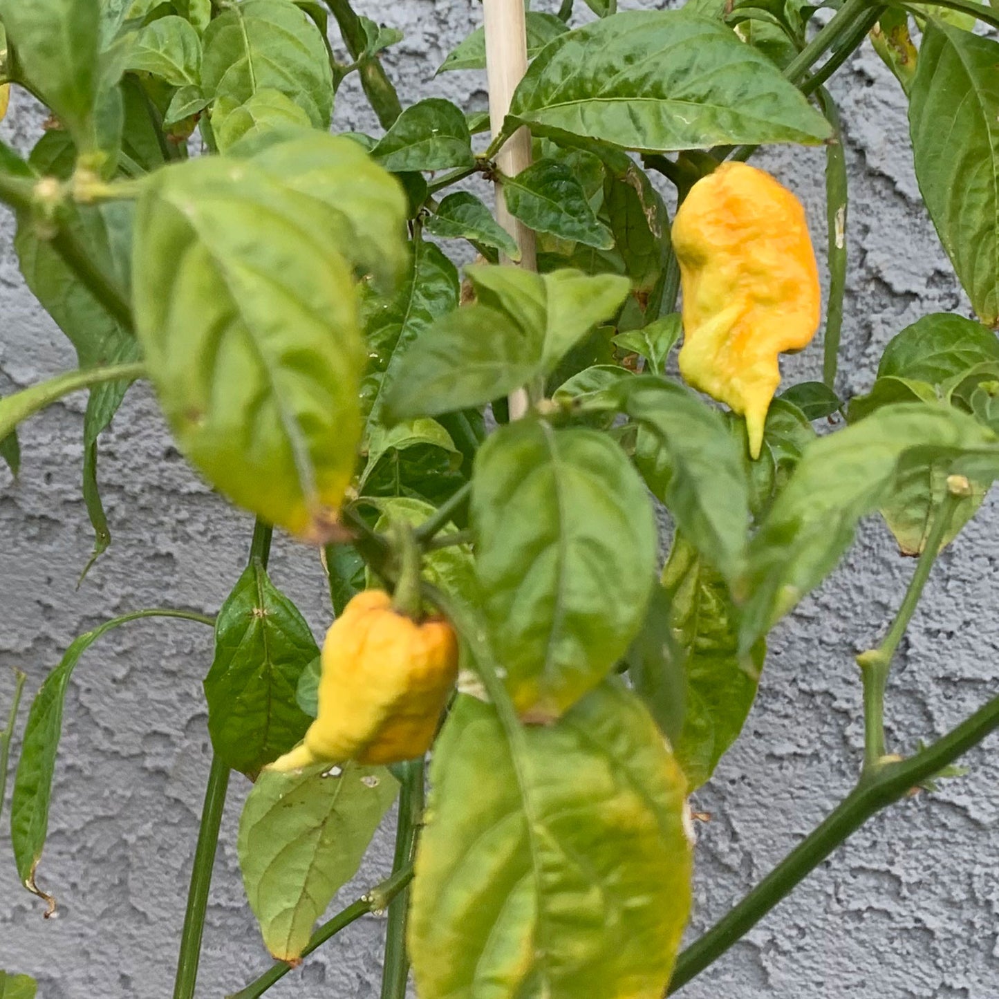 T-Rex Yellow Chili Pepper Plant