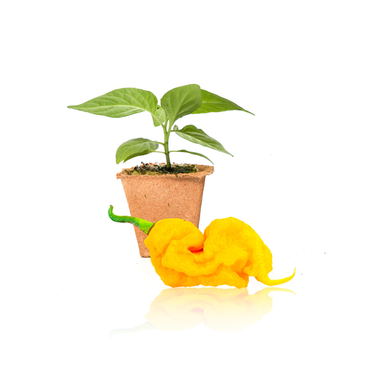 T-Rex Yellow Pepper Plants