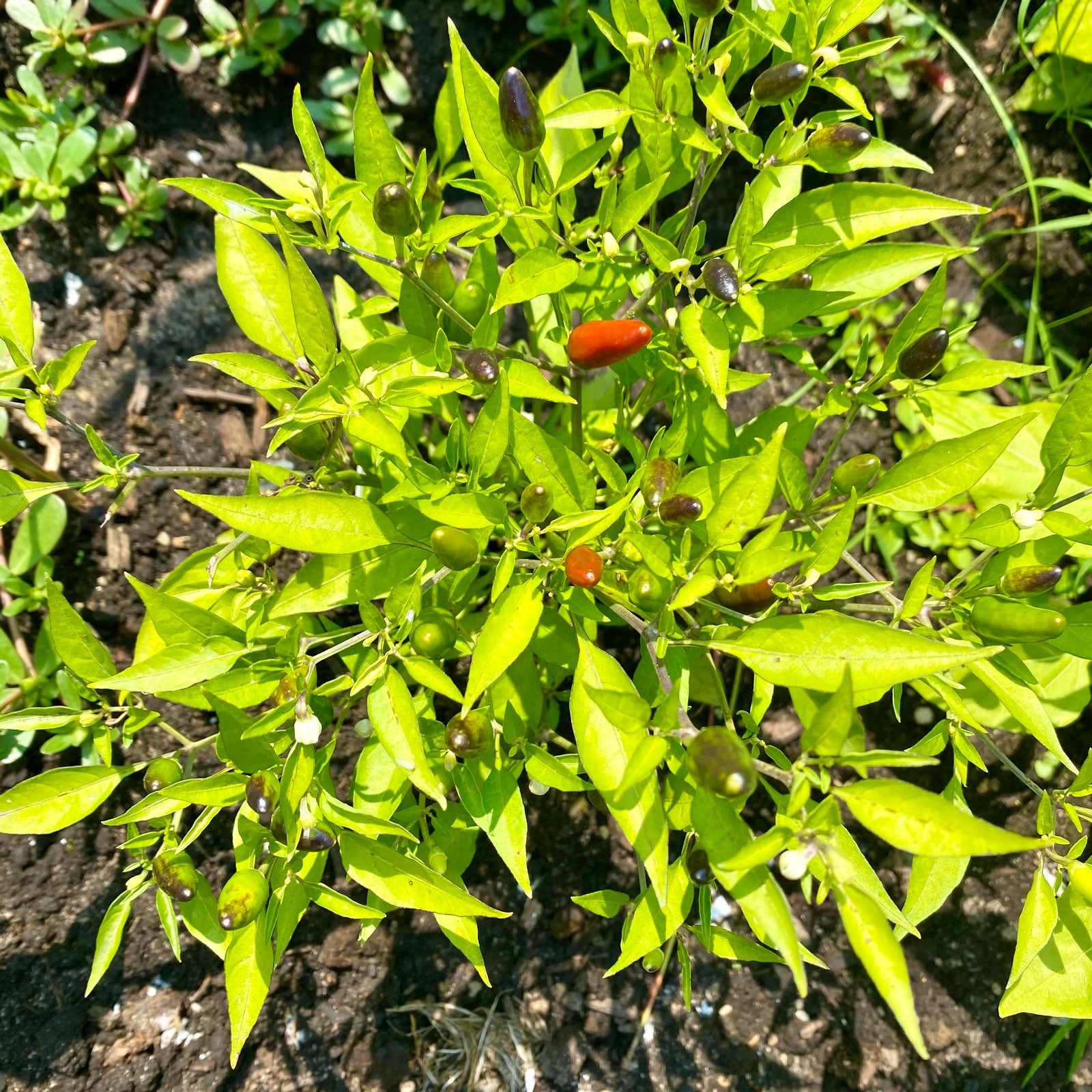 chilli plant from seeds Thai Hot Pepper Seeds