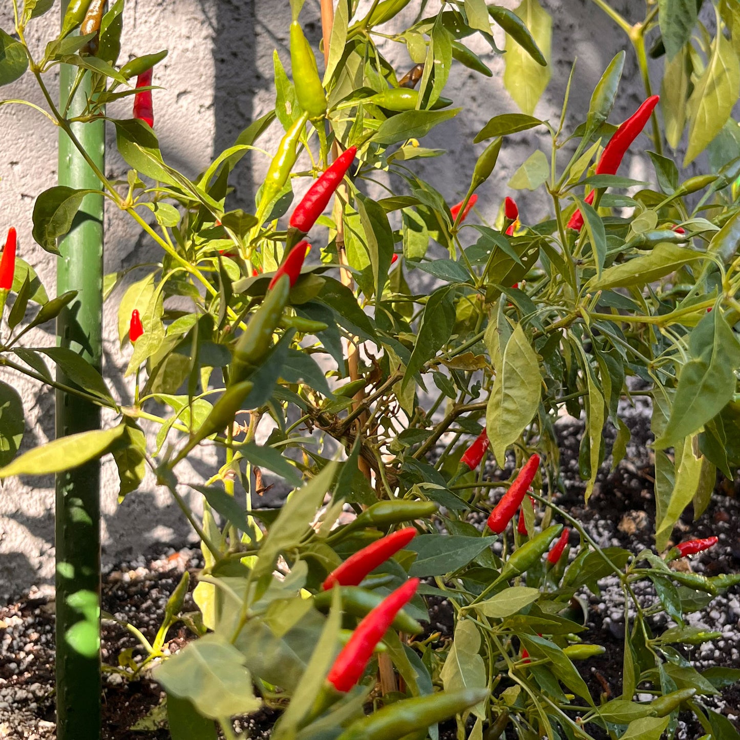 Thai Super Hot F1 Pepper Seeds