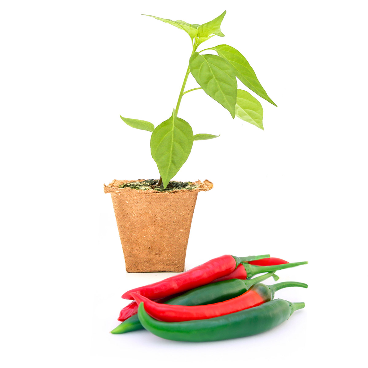 Plantas de pimienta de dragón tailandesa