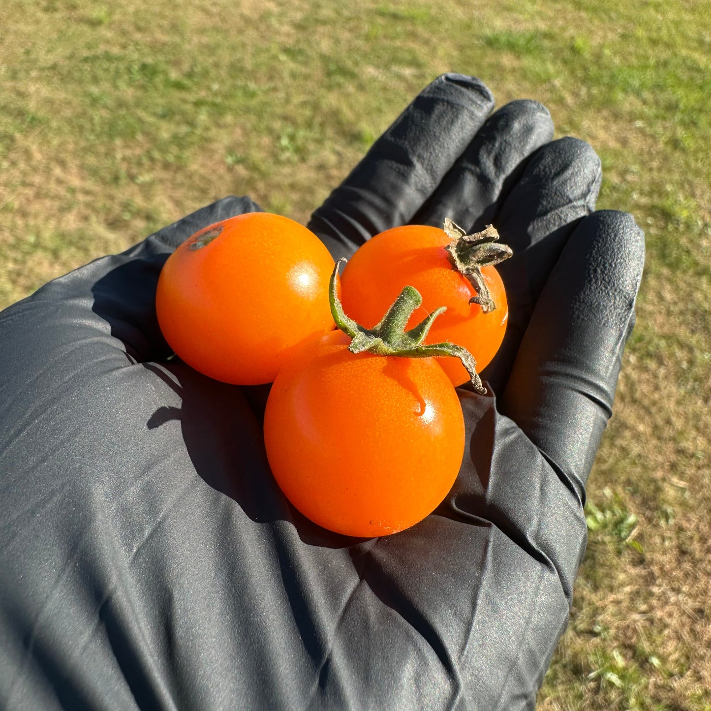 Three Sungold cherry tomatoes in black gloved hand used to display tomato seeds for sale