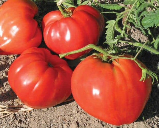 Semillas de tomate fresa rojo alemán
