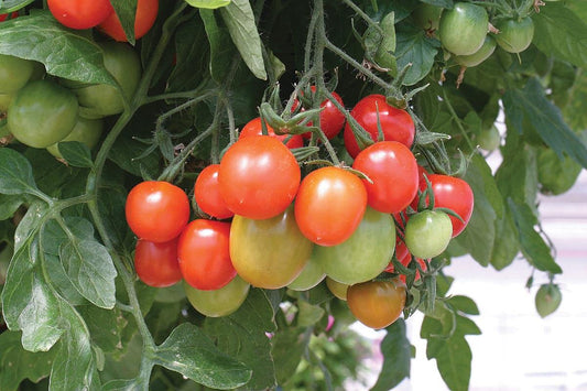 Tumbling Tom Red Tomato Seeds