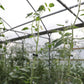 Plant Support Vine Clips