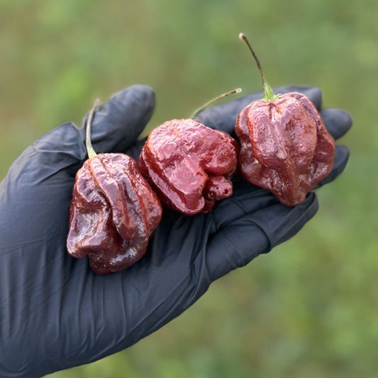Trinidad Scorpion Chocolate Cappuccino Pepper Seeds