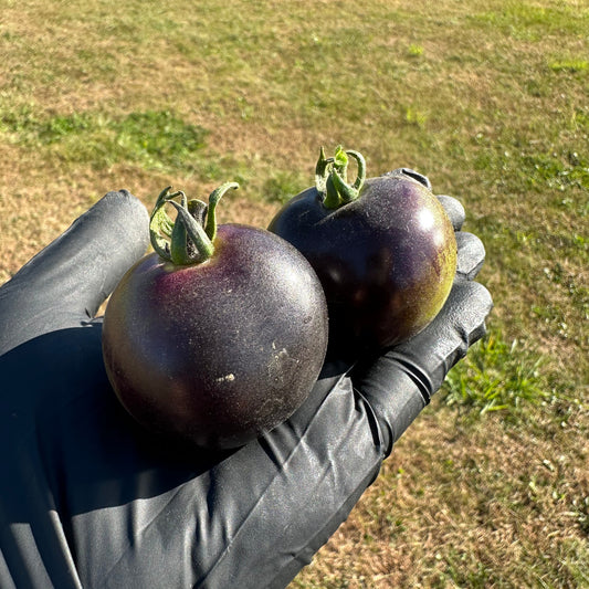 Two Pepper Joe's Indigo Rose Tomatoes in black gloved hand, used to display tomato seeds for sale