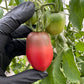 black gloved hand holding ripening ukrainian purple tomato used to display tomato seeds for sale