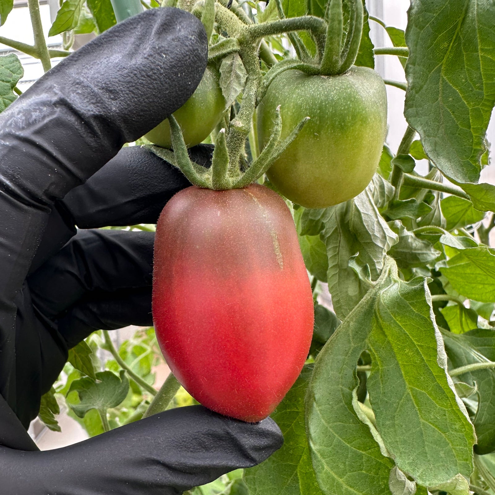 black gloved hand holding ripening ukrainian purple tomato used to display tomato seeds for sale
