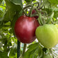 two Ukrainian Purple tomatoes ripening on plant, used to display tomato seeds for sale