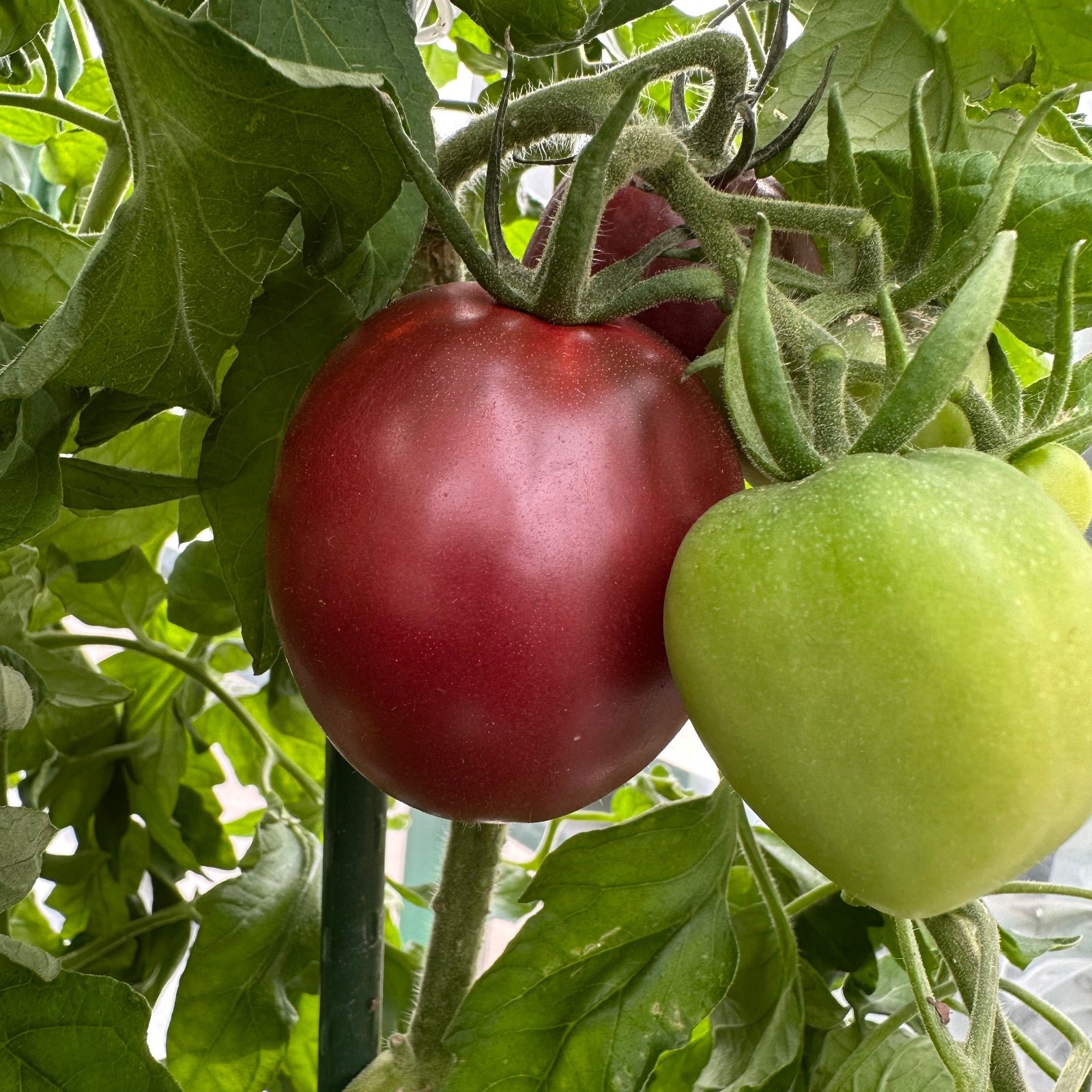 two Ukrainian Purple tomatoes ripening on plant, used to display tomato seeds for sale
