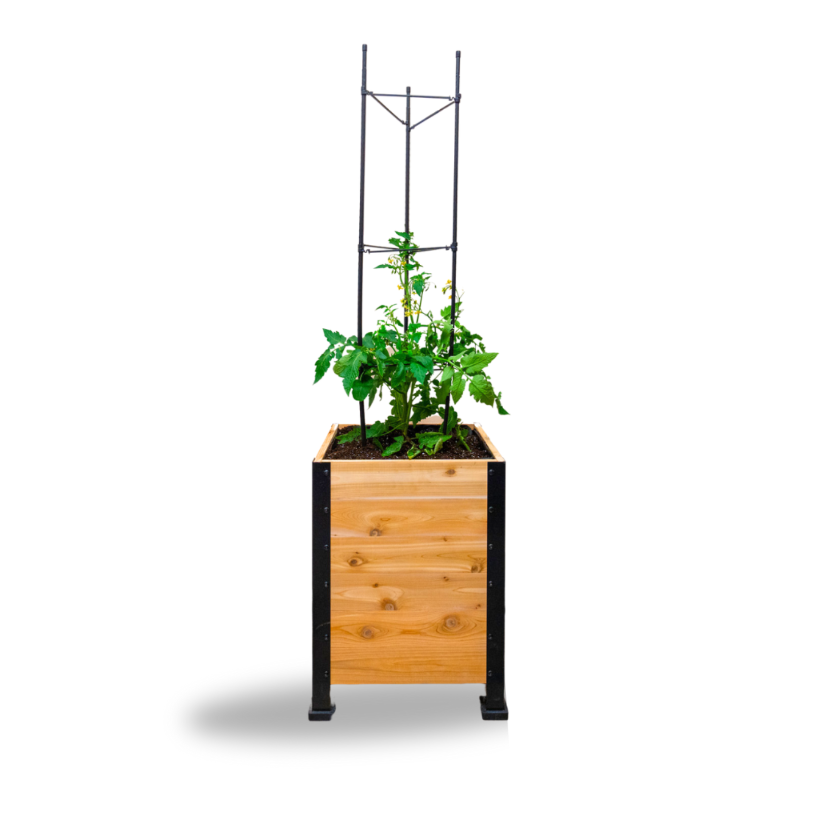 Wooden planter with a plant and vegetable cage on a white background